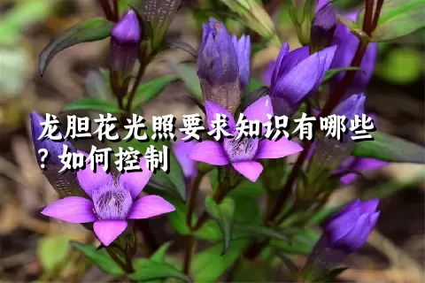 龙胆花光照要求知识有哪些？如何控制