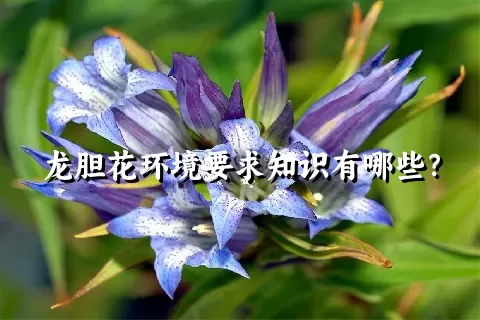 龙胆花环境要求知识有哪些？