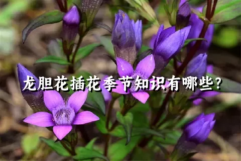 龙胆花插花季节知识有哪些？