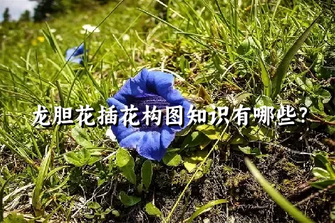 龙胆花插花构图知识有哪些？