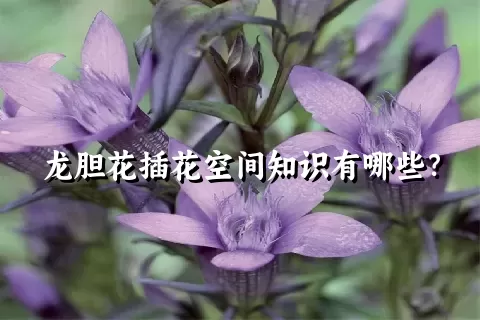 龙胆花插花空间知识有哪些？