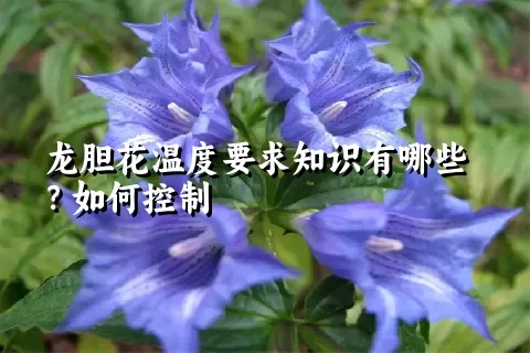 龙胆花温度要求知识有哪些？如何控制