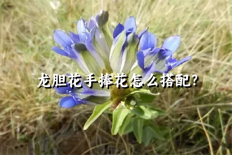 龙胆花手捧花怎么搭配？