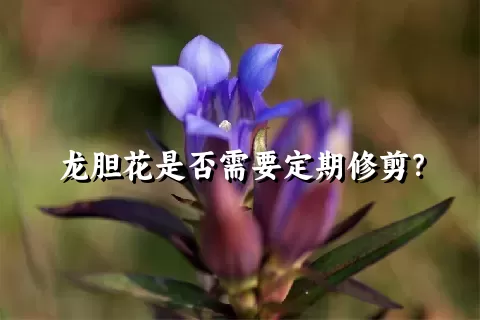 龙胆花是否需要定期修剪？