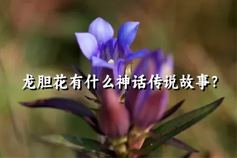 龙胆花有什么神话传说故事？