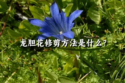 龙胆花修剪方法是什么？