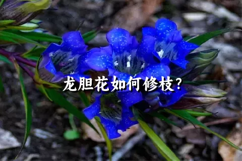 龙胆花如何修枝？