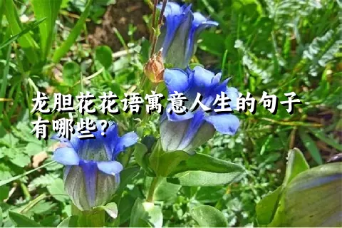 龙胆花花语寓意人生的句子有哪些？