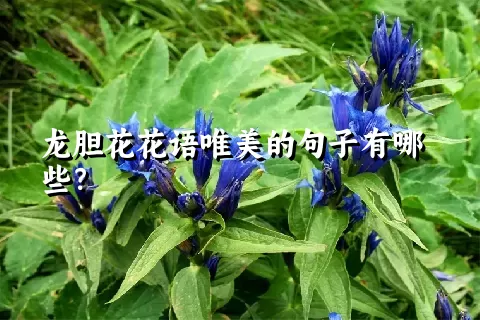 龙胆花花语唯美的句子有哪些？