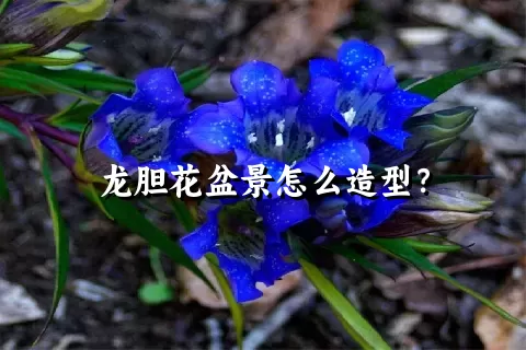 龙胆花盆景怎么造型？