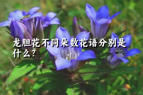 龙胆花不同朵数花语分别是什么？