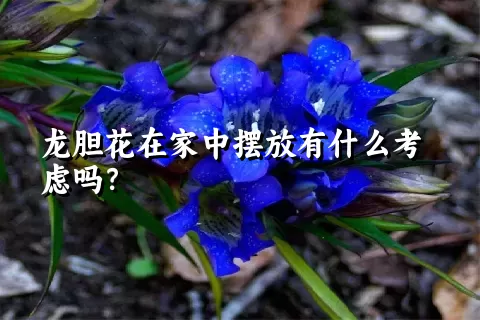 龙胆花在家中摆放有什么考虑吗？