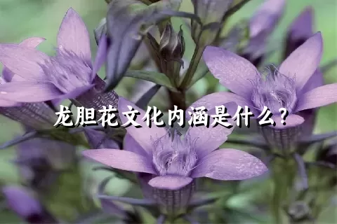 龙胆花文化内涵是什么？