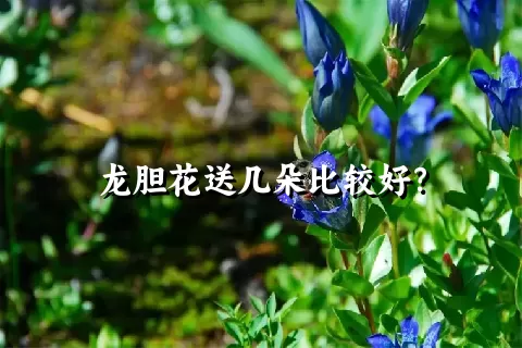 龙胆花送几朵比较好？