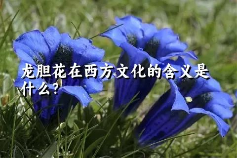 龙胆花在西方文化的含义是什么？