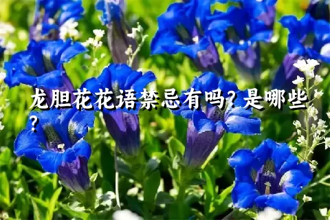 龙胆花花语禁忌有吗？是哪些？