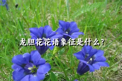 龙胆花花语象征是什么？