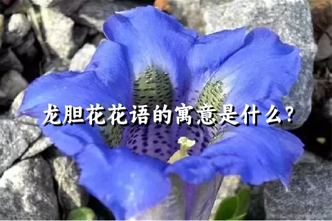 龙胆花花语的寓意是什么？