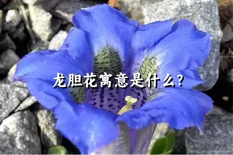 龙胆花寓意是什么？