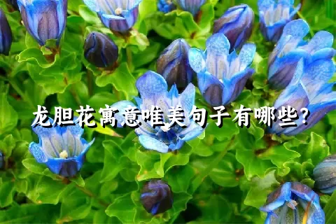 龙胆花寓意唯美句子有哪些？