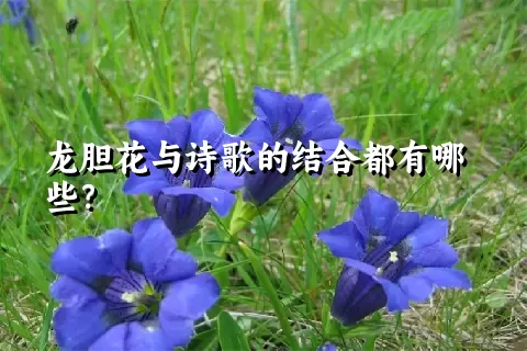 龙胆花与诗歌的结合都有哪些？