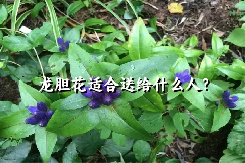 龙胆花适合送给什么人？