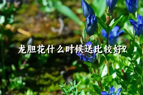 龙胆花什么时候送比较好？