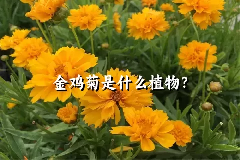 金鸡菊是什么植物？