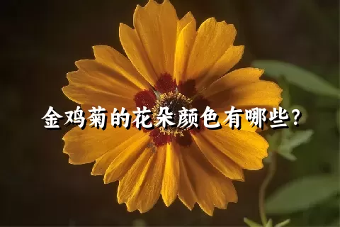 金鸡菊的花朵颜色有哪些？