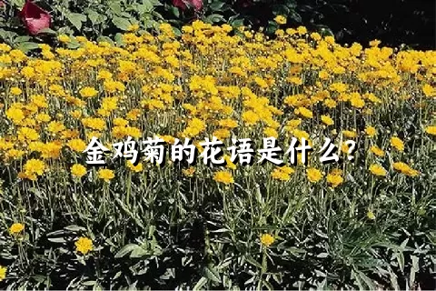 金鸡菊的花语是什么？