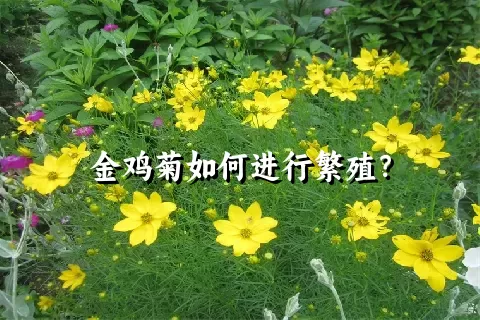 金鸡菊如何进行繁殖？