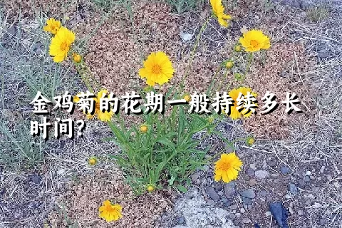 金鸡菊的花期一般持续多长时间？