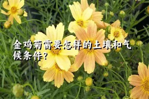 金鸡菊需要怎样的土壤和气候条件？