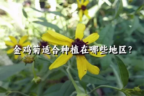 金鸡菊适合种植在哪些地区？