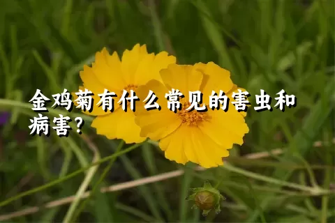 金鸡菊有什么常见的害虫和病害？