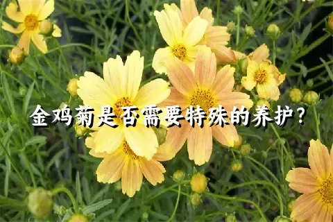 金鸡菊是否需要特殊的养护？