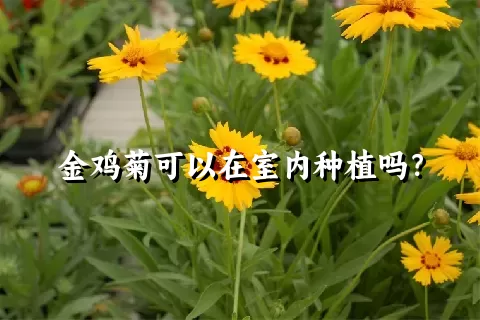 金鸡菊可以在室内种植吗？