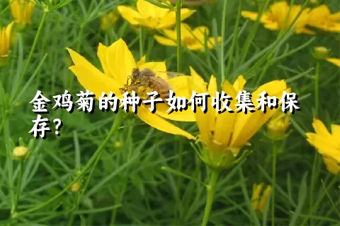 金鸡菊的种子如何收集和保存？