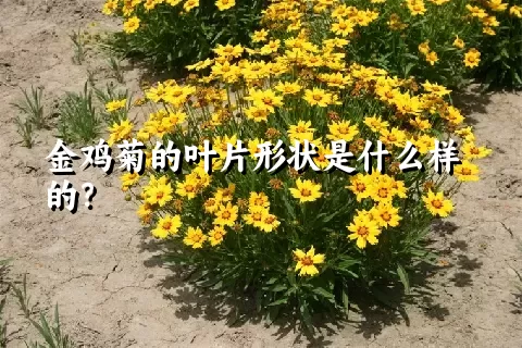 金鸡菊的叶片形状是什么样的？