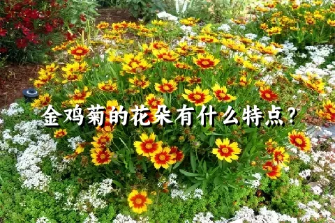 金鸡菊的花朵有什么特点？