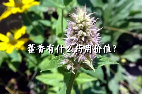 藿香有什么药用价值？