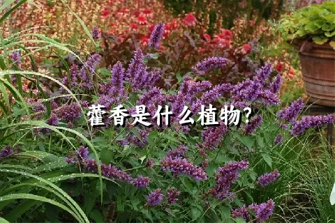 藿香是什么植物？