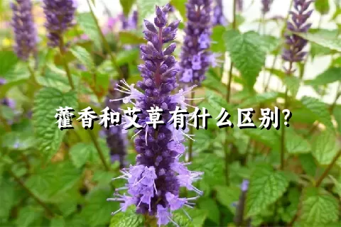 藿香和艾草有什么区别？