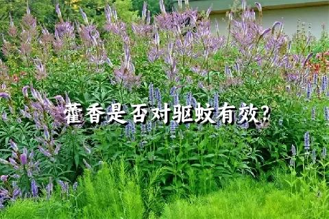 藿香是否对驱蚊有效？