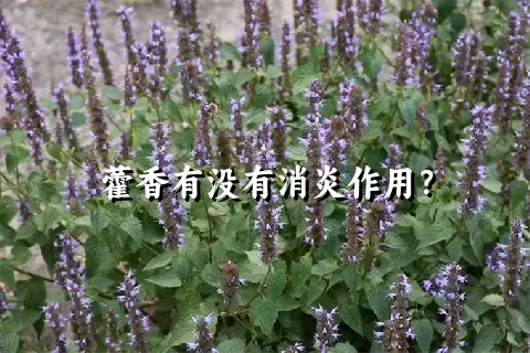 藿香有没有消炎作用？