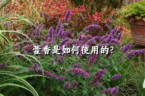 藿香是如何使用的？