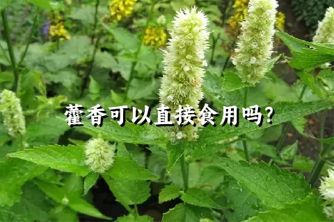 藿香可以直接食用吗？