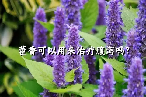 藿香可以用来治疗腹泻吗？