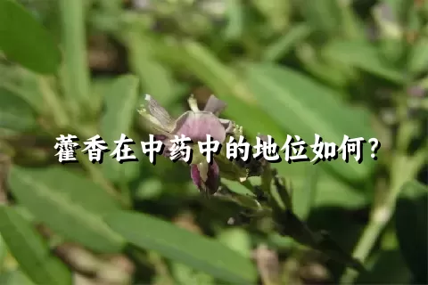 藿香在中药中的地位如何？