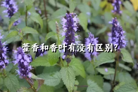 藿香和香叶有没有区别？